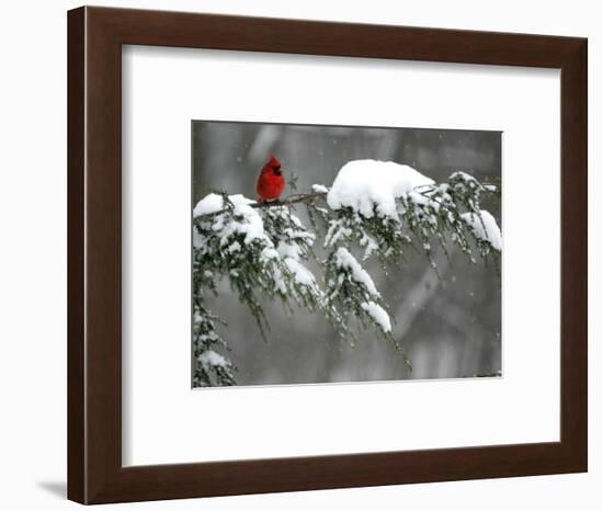 A Cardinal Sits on a Snow-Covered Branch-null-Framed Photographic Print