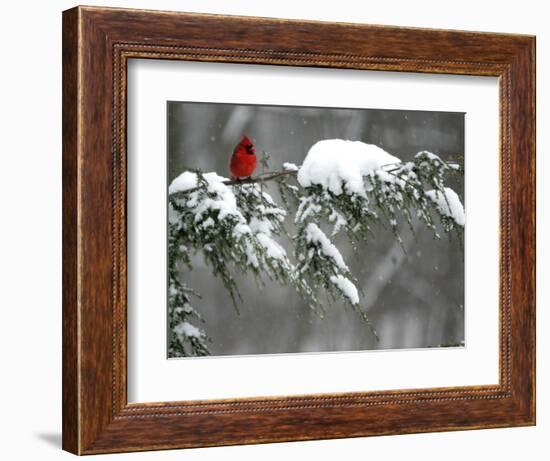 A Cardinal Sits on a Snow-Covered Branch-null-Framed Photographic Print