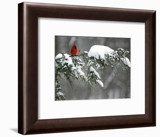 A Cardinal Sits on a Snow-Covered Branch-null-Framed Photographic Print