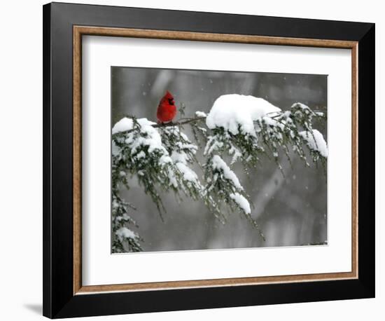 A Cardinal Sits on a Snow-Covered Branch-null-Framed Photographic Print