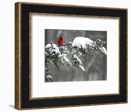 A Cardinal Sits on a Snow-Covered Branch-null-Framed Photographic Print