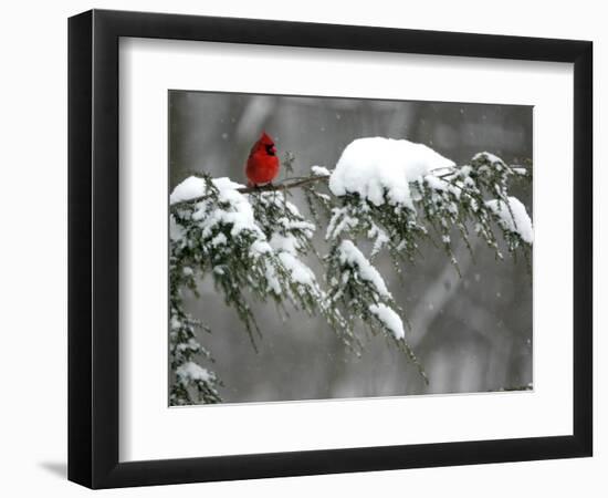 A Cardinal Sits on a Snow-Covered Branch-null-Framed Photographic Print