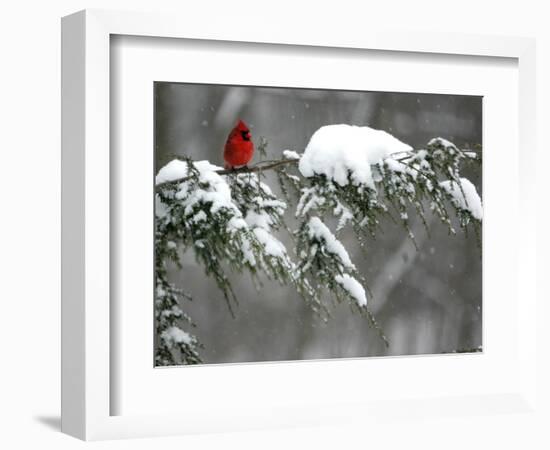 A Cardinal Sits on a Snow-Covered Branch-null-Framed Photographic Print