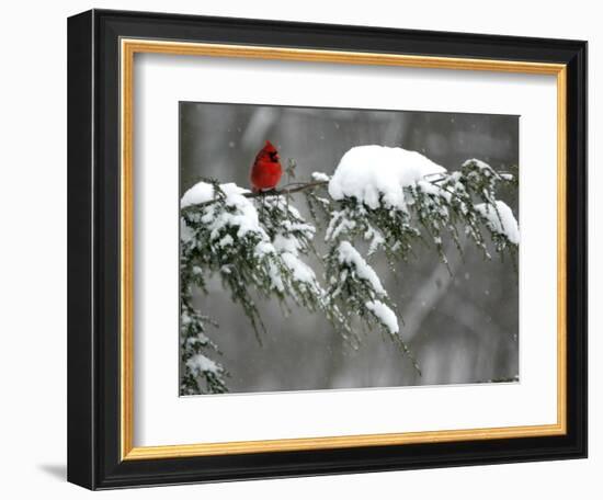 A Cardinal Sits on a Snow-Covered Branch-null-Framed Photographic Print