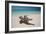 A Caribbean Beach in Cuba's Cayo Largo-Alex Saberi-Framed Photographic Print