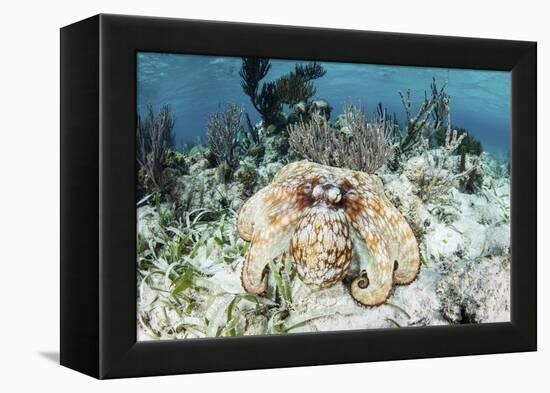 A Caribbean Reef Octopus on the Seafloor Off the Coast of Belize-Stocktrek Images-Framed Premier Image Canvas