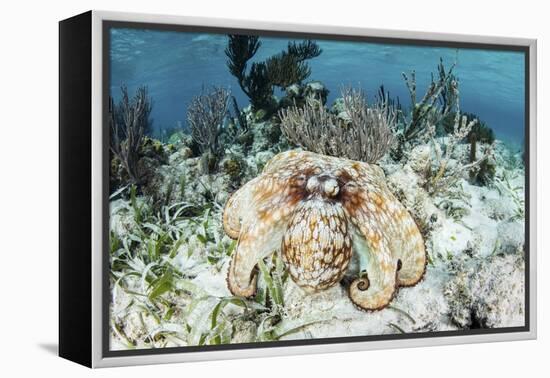 A Caribbean Reef Octopus on the Seafloor Off the Coast of Belize-Stocktrek Images-Framed Premier Image Canvas