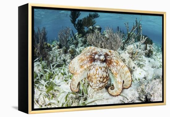 A Caribbean Reef Octopus on the Seafloor Off the Coast of Belize-Stocktrek Images-Framed Premier Image Canvas