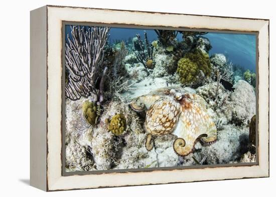 A Caribbean Reef Octopus on the Seafloor Off the Coast of Belize-Stocktrek Images-Framed Premier Image Canvas