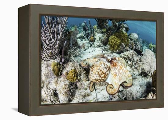 A Caribbean Reef Octopus on the Seafloor Off the Coast of Belize-Stocktrek Images-Framed Premier Image Canvas