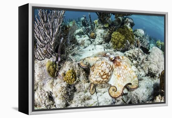 A Caribbean Reef Octopus on the Seafloor Off the Coast of Belize-Stocktrek Images-Framed Premier Image Canvas