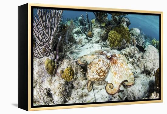 A Caribbean Reef Octopus on the Seafloor Off the Coast of Belize-Stocktrek Images-Framed Premier Image Canvas