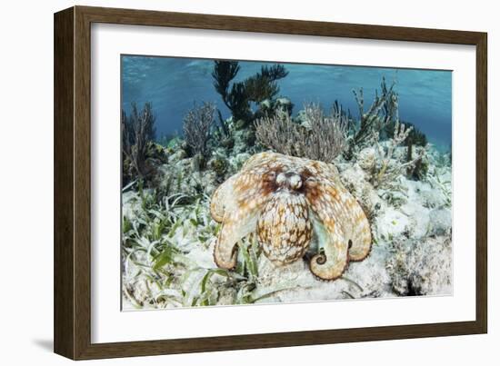 A Caribbean Reef Octopus on the Seafloor Off the Coast of Belize-Stocktrek Images-Framed Photographic Print