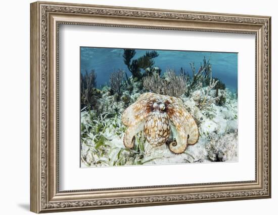 A Caribbean Reef Octopus on the Seafloor Off the Coast of Belize-Stocktrek Images-Framed Photographic Print