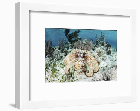 A Caribbean Reef Octopus on the Seafloor Off the Coast of Belize-Stocktrek Images-Framed Photographic Print