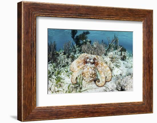 A Caribbean Reef Octopus on the Seafloor Off the Coast of Belize-Stocktrek Images-Framed Photographic Print