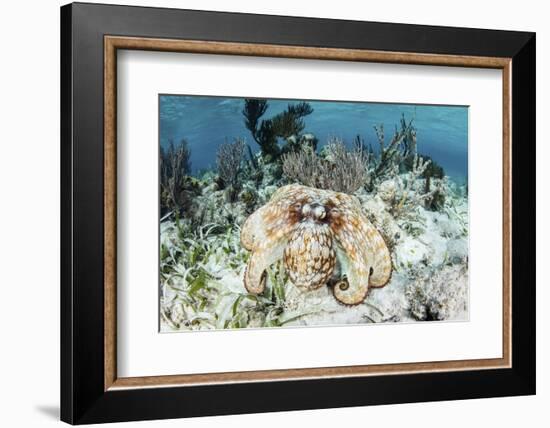 A Caribbean Reef Octopus on the Seafloor Off the Coast of Belize-Stocktrek Images-Framed Photographic Print