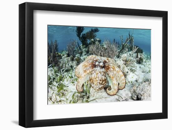 A Caribbean Reef Octopus on the Seafloor Off the Coast of Belize-Stocktrek Images-Framed Photographic Print