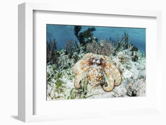 A Caribbean Reef Octopus on the Seafloor Off the Coast of Belize-Stocktrek Images-Framed Photographic Print