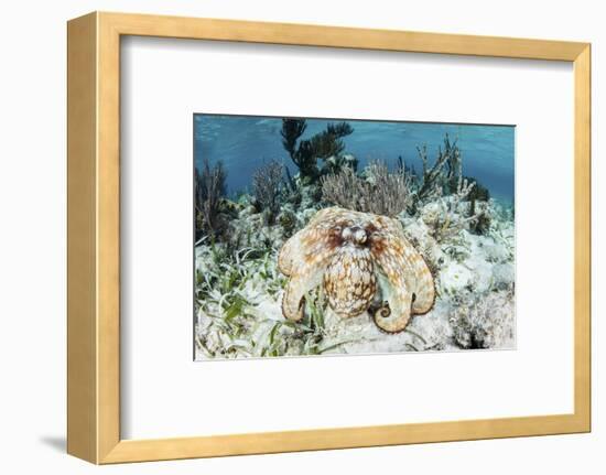 A Caribbean Reef Octopus on the Seafloor Off the Coast of Belize-Stocktrek Images-Framed Photographic Print