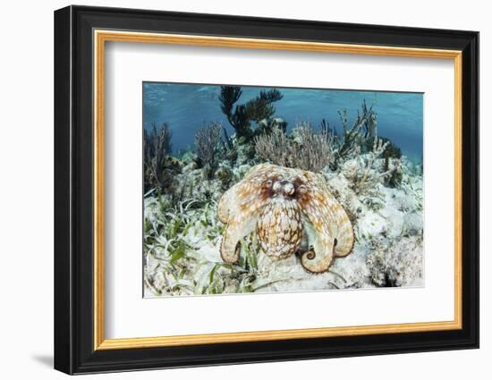 A Caribbean Reef Octopus on the Seafloor Off the Coast of Belize-Stocktrek Images-Framed Photographic Print