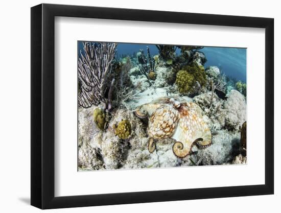 A Caribbean Reef Octopus on the Seafloor Off the Coast of Belize-Stocktrek Images-Framed Photographic Print