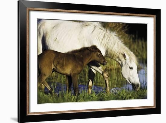 A Caring Disposition-Wild Wonders of Europe-Framed Giclee Print