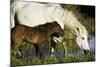 A Caring Disposition-Wild Wonders of Europe-Mounted Giclee Print