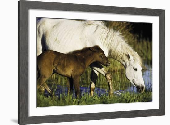 A Caring Disposition-Wild Wonders of Europe-Framed Giclee Print