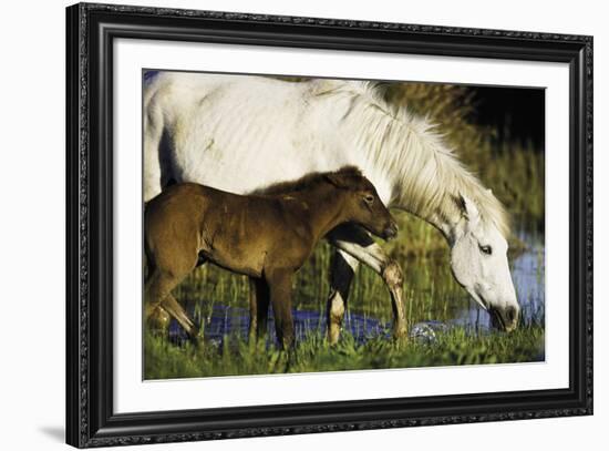 A Caring Disposition-Wild Wonders of Europe-Framed Giclee Print