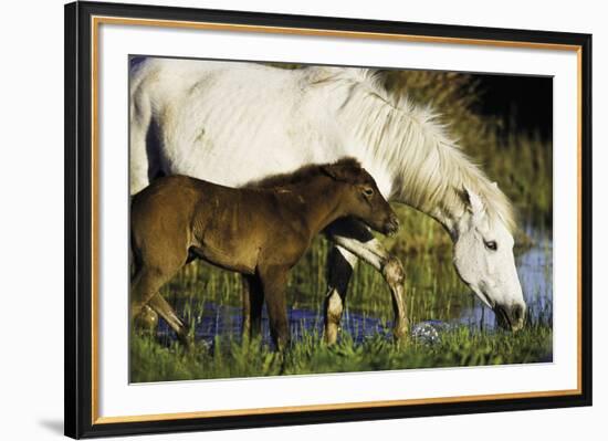 A Caring Disposition-Wild Wonders of Europe-Framed Giclee Print