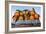 A Carload of Navel Oranges Postcard-null-Framed Giclee Print