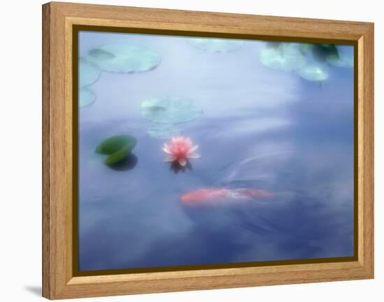 A Carp in Lily Pond, Kyoto, Japan-null-Framed Premier Image Canvas