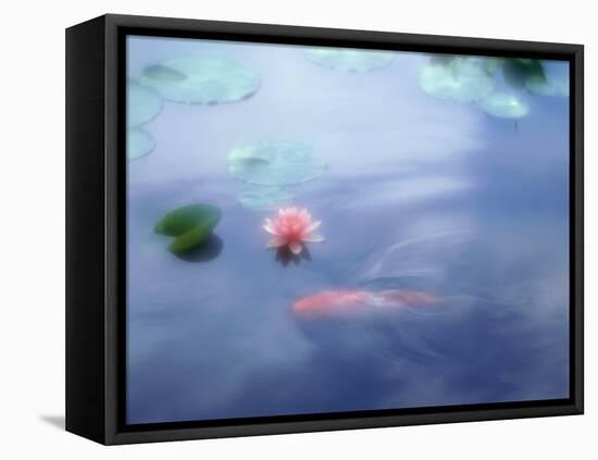 A Carp in Lily Pond, Kyoto, Japan-null-Framed Premier Image Canvas