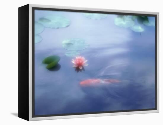 A Carp in Lily Pond, Kyoto, Japan-null-Framed Premier Image Canvas