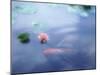 A Carp in Lily Pond, Kyoto, Japan-null-Mounted Photographic Print
