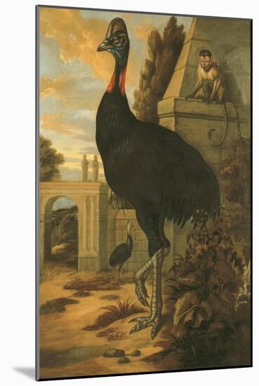 A Cassowary-Francis Barlow-Mounted Giclee Print