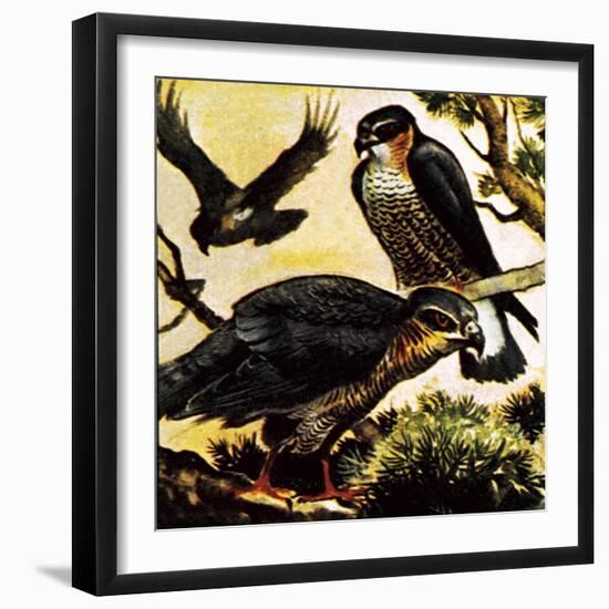 A Cast of Hawks-English School-Framed Giclee Print