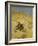 A Cat Basking in the Sun, 1884-Bruno Andreas Liljefors-Framed Giclee Print