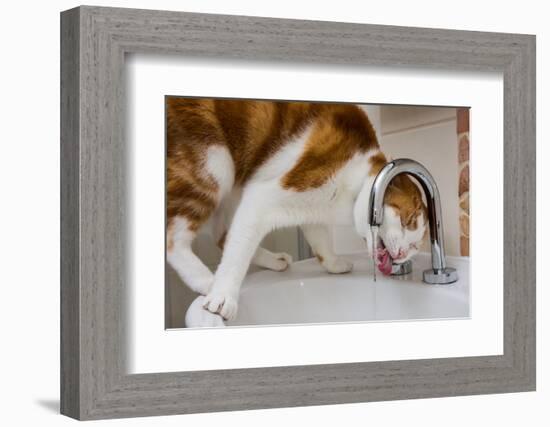 A cat drinking from a bathroom faucet-Mark A Johnson-Framed Photographic Print