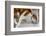 A cat drinking from a bathroom faucet-Mark A Johnson-Framed Photographic Print