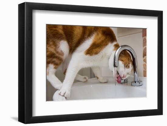 A cat drinking from a bathroom faucet-Mark A Johnson-Framed Photographic Print