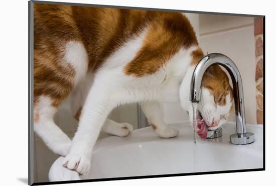 A cat drinking from a bathroom faucet-Mark A Johnson-Mounted Photographic Print