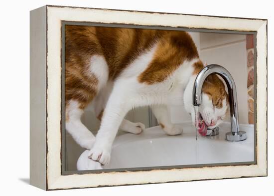 A cat drinking from a bathroom faucet-Mark A Johnson-Framed Premier Image Canvas