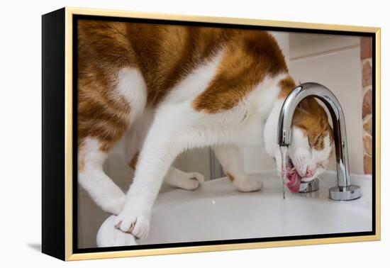 A cat drinking from a bathroom faucet-Mark A Johnson-Framed Premier Image Canvas