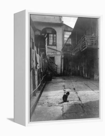 A Cat in a New Orleans Courtyard-null-Framed Premier Image Canvas