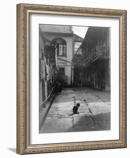 A Cat in a New Orleans Courtyard-null-Framed Photographic Print