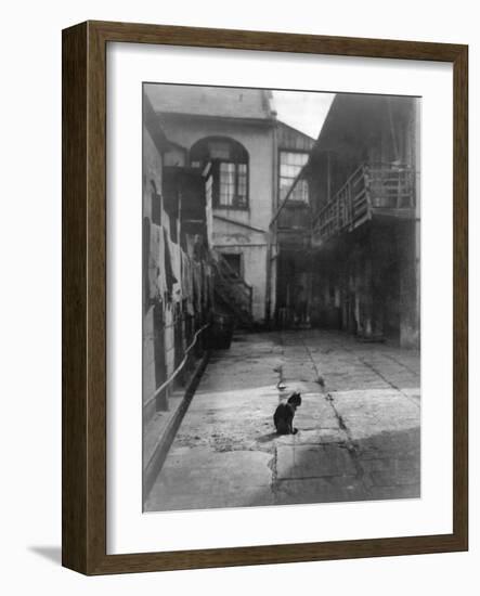 A Cat in a New Orleans Courtyard-null-Framed Photographic Print