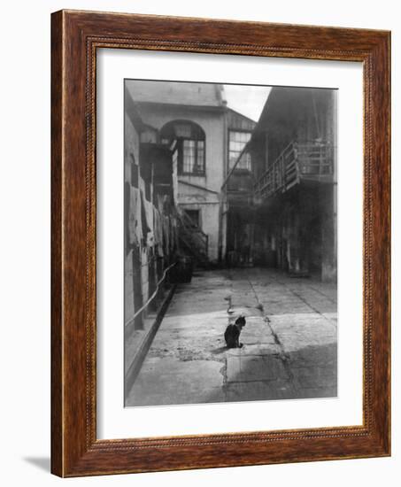 A Cat in a New Orleans Courtyard-null-Framed Photographic Print