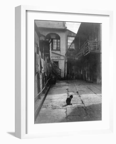 A Cat in a New Orleans Courtyard-null-Framed Photographic Print